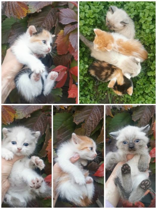 Предлагаю к резерву котят