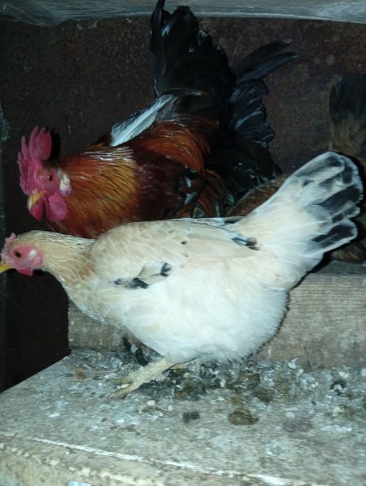 Vând găini și cocosi americani..