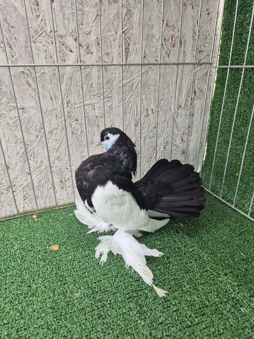 Porumbei jucator de volga