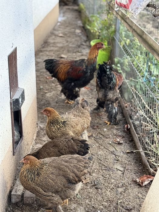 Brahma Potarnichiu 2025 familie 5+2