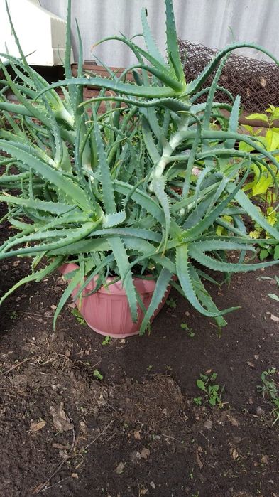 Продам растения алоэ, декабрист