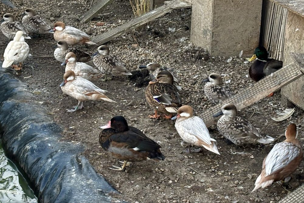 Rate exotice bahamas izabel , peposaka , carolin galben rata mica