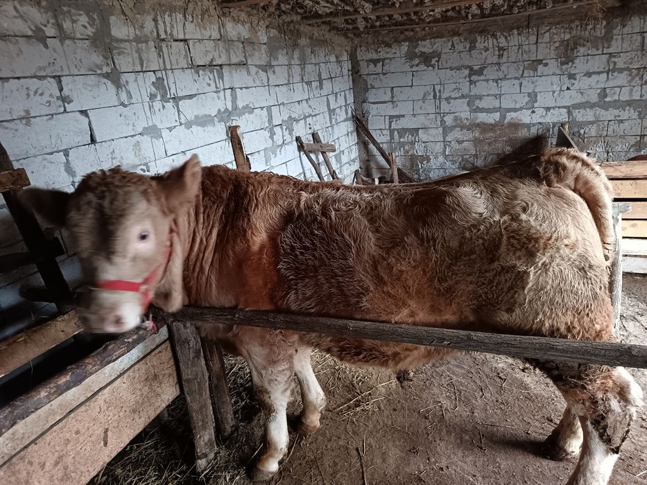 Vând vițel  Angus,undeva la 300 de kilograme