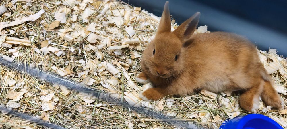 Продавам малък декоративен заек