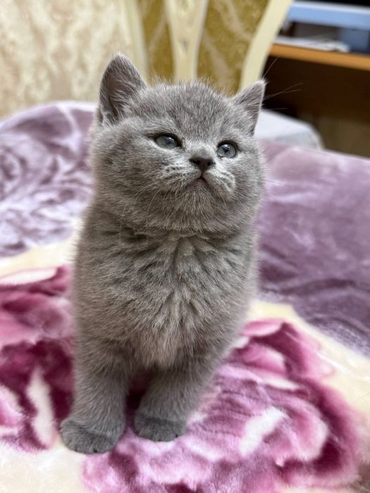 Скоттиш страйт девочка почти 2месяца