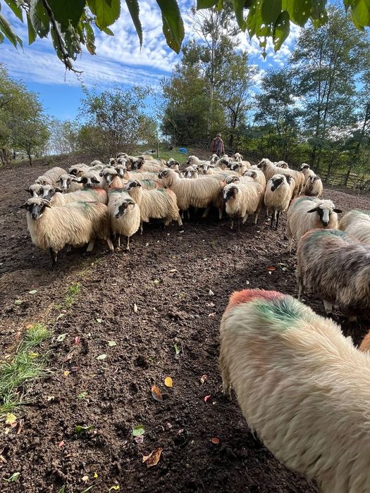Vând oi de ținut din rasa  brează de Hațeg