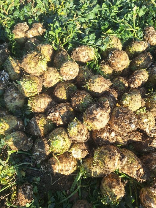 Țelină de vânzare