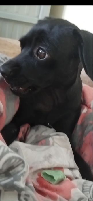 Чисто кръвен Женски пинчер