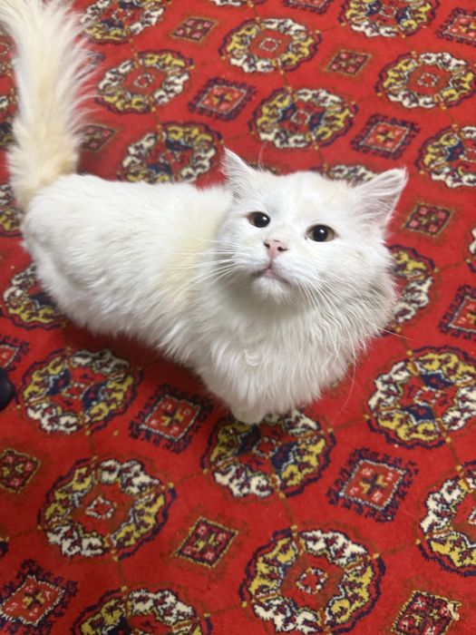 Отдам кота в хорошие руки