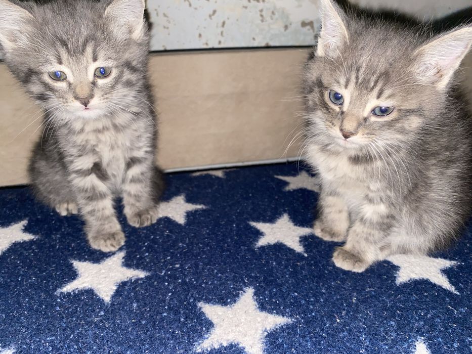 Отдам котят в добрые руки