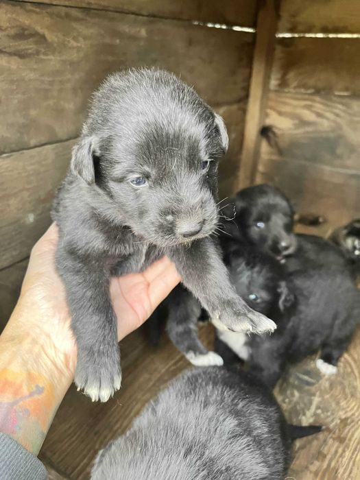 pui de ciobanesc corb