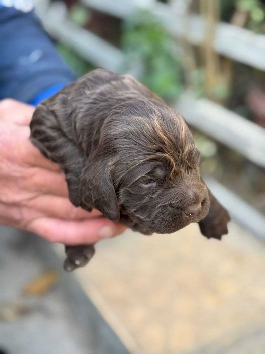 Продаются щенки кокер спаниеля