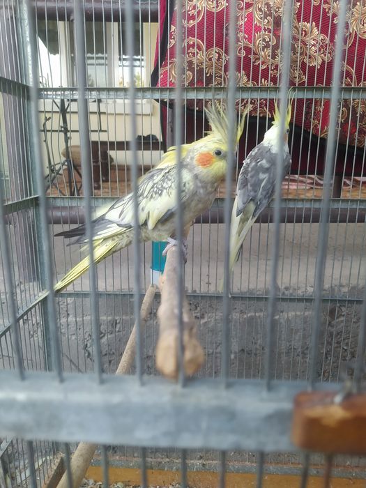 Семь корелл с клеткой