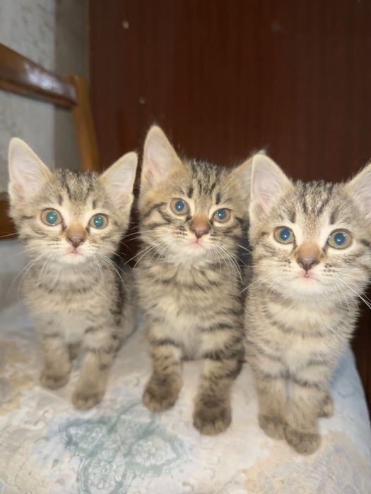 Кошки котята котёнок