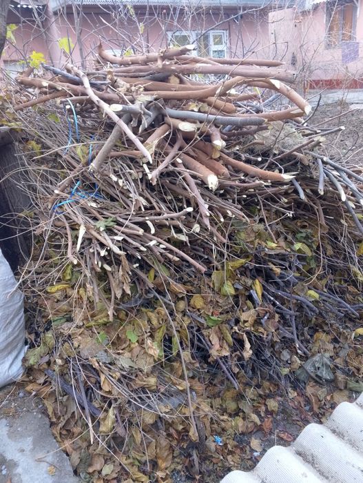 Tut shoxlari sotiladi