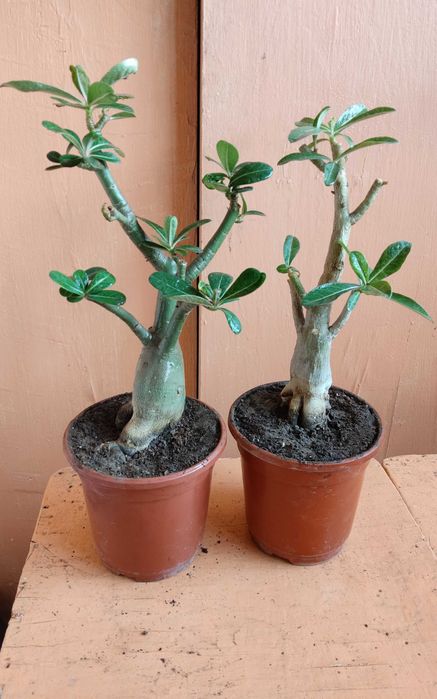 Цветок Адениум бутылочное дерево