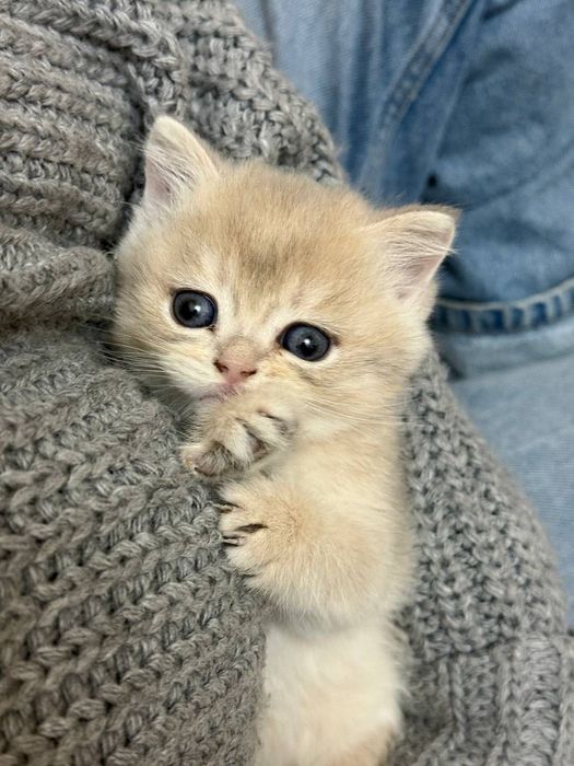 Котята породистые продаю