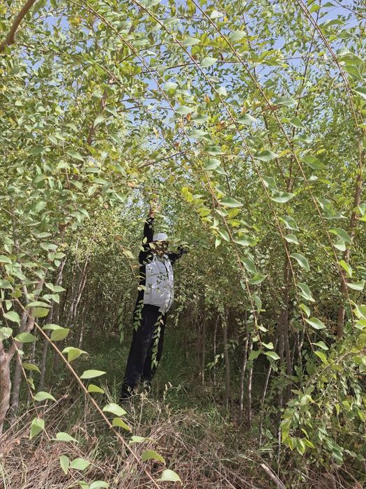 Qayragʻoch va Sada Qayragʻoch ( Gujum ) koʻchatlari