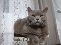 Donez British Shorthair