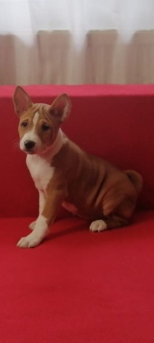 Basenji maro cu alb din părinți import, pedigree FCI