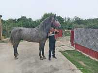 Carlan castrat kwp