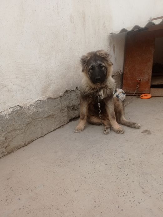 Продаётся девочка кавказская овчарка 6 месяцев