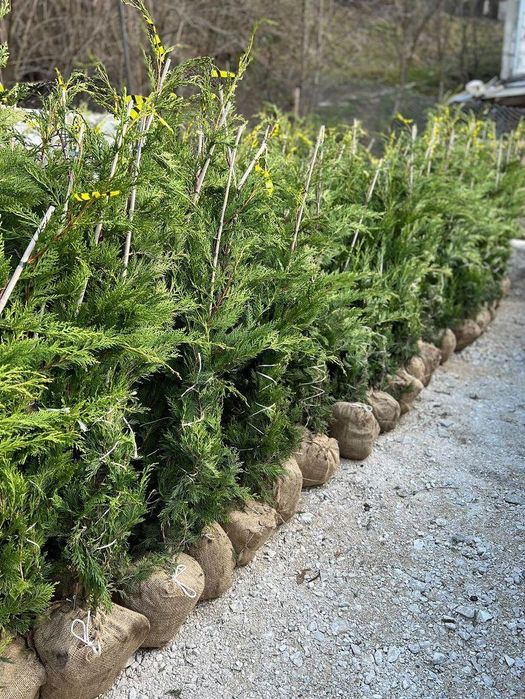 Gazon rulou tuia chiparosi