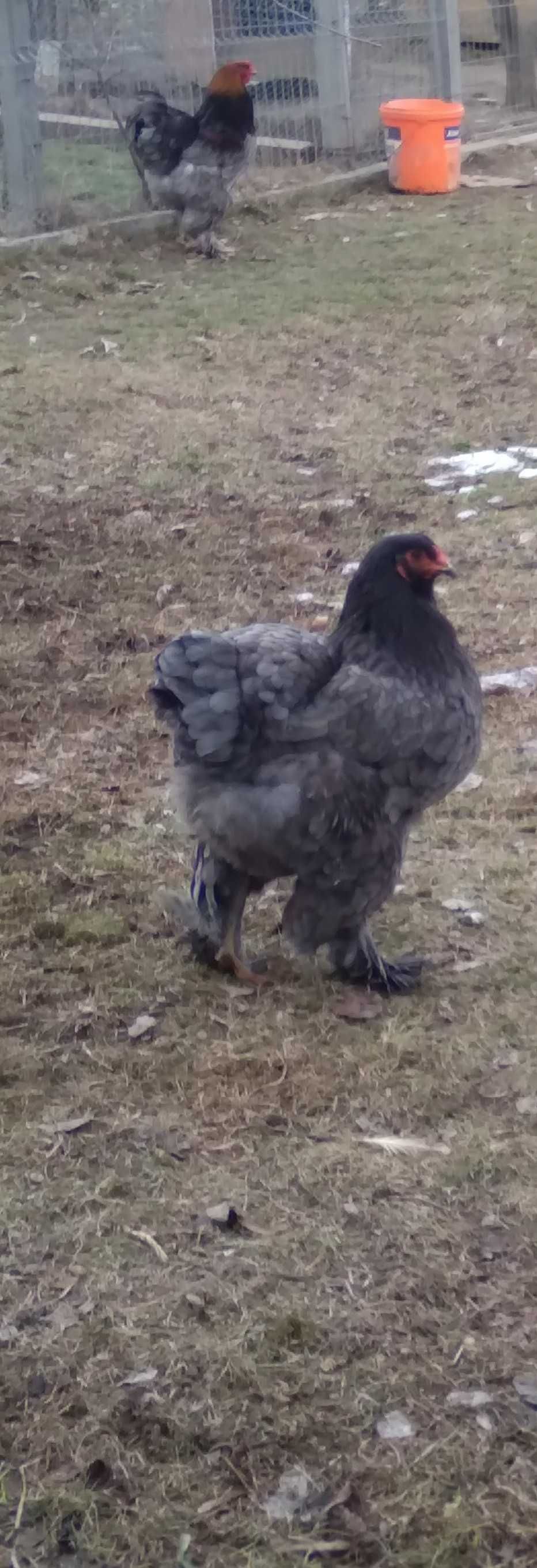 Oua incubat Brahma Australorp si gasca