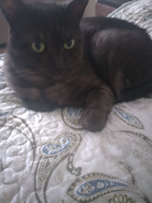 Отдам даром кота