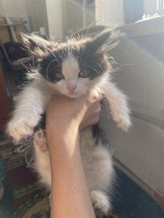 Котёнок в хорошие руки