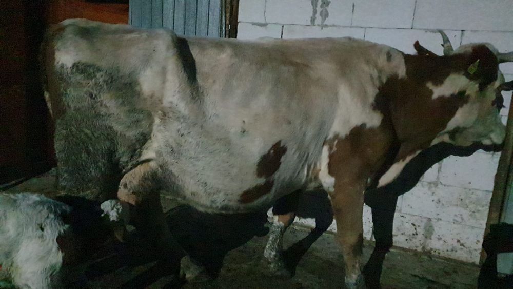 Vând vaca cu vitel