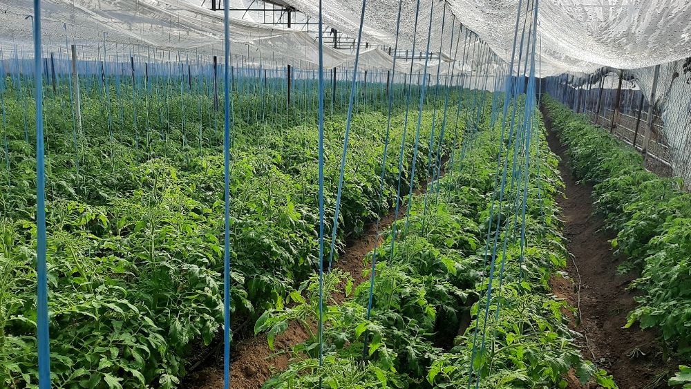 Продаётся теплица 15 сот