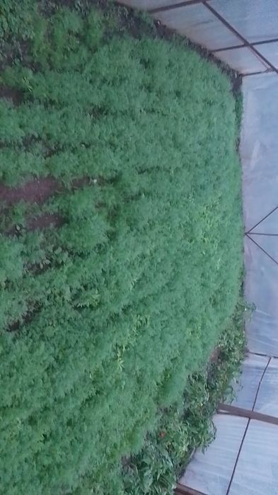 Marar verde bio proaspat