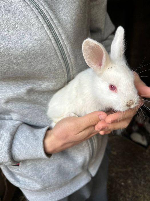 Arzon narxda Quyon va quyon bolalari