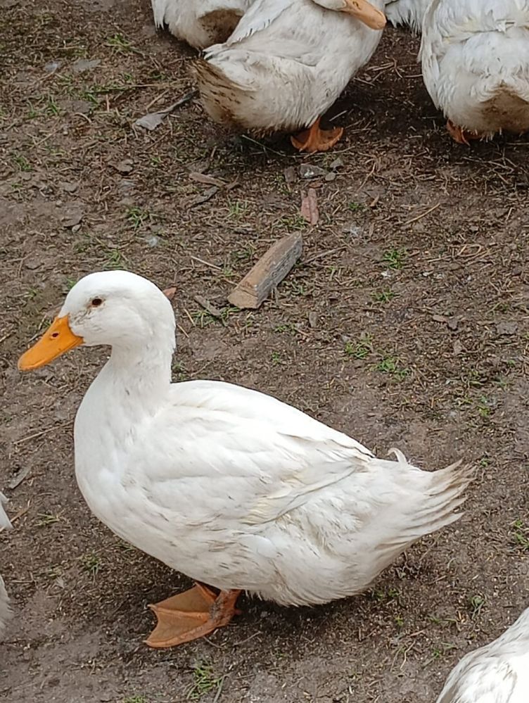 Rațe pekin de vânzare