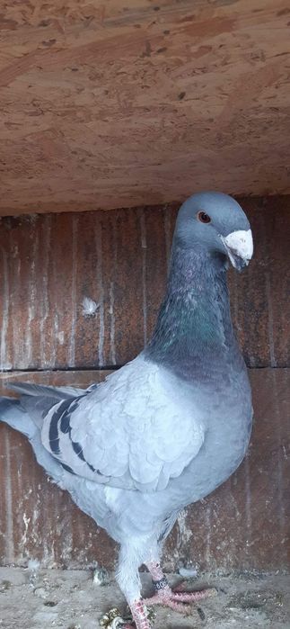 Porumbei voiajori germani si voiajori stil vechi galbeni ..roșii