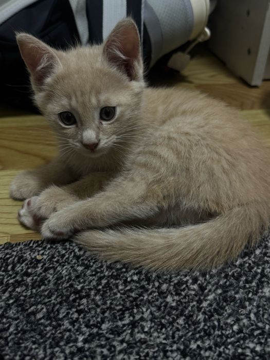 Продается котенок