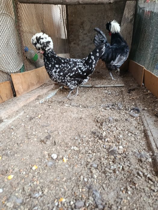 Xoroz makiyon sotiladi