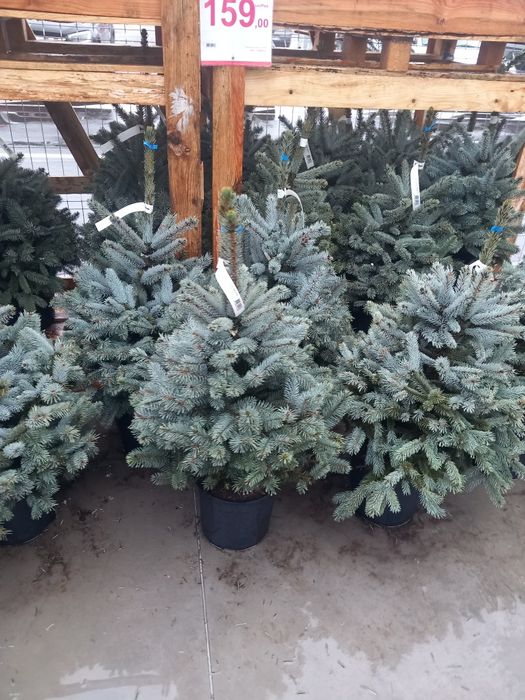 Vând brazi verzi la ghiveci  și  brazi arginti la ghiveci