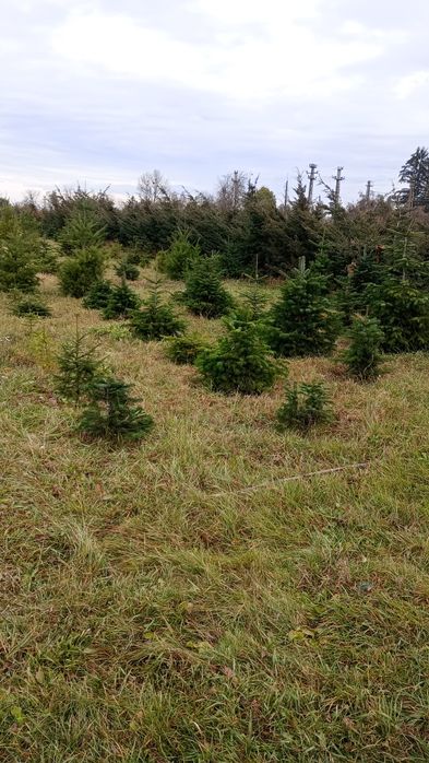 Puieți brad salcâm frasin fag carpen ulm plop mesteacăn brad molid Tei