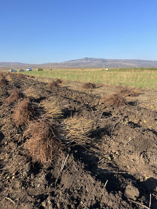 Vand butasi vita de vie soiuri de vasa si de vin