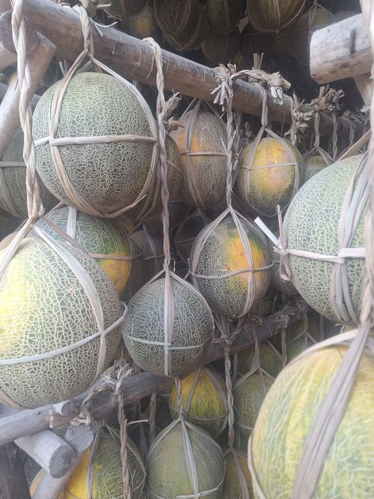 Qovun gulobi qora qovun