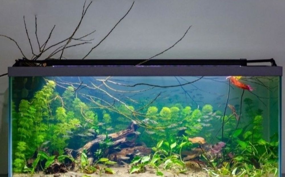 Обслужка  с аквариумами