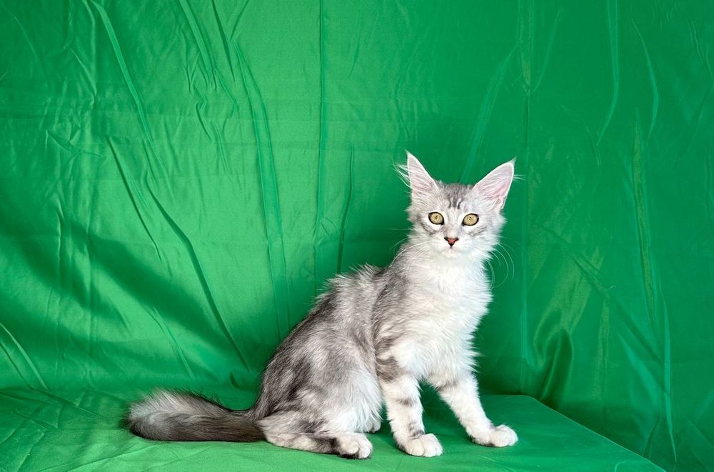 Продажа котят породы май-кун.