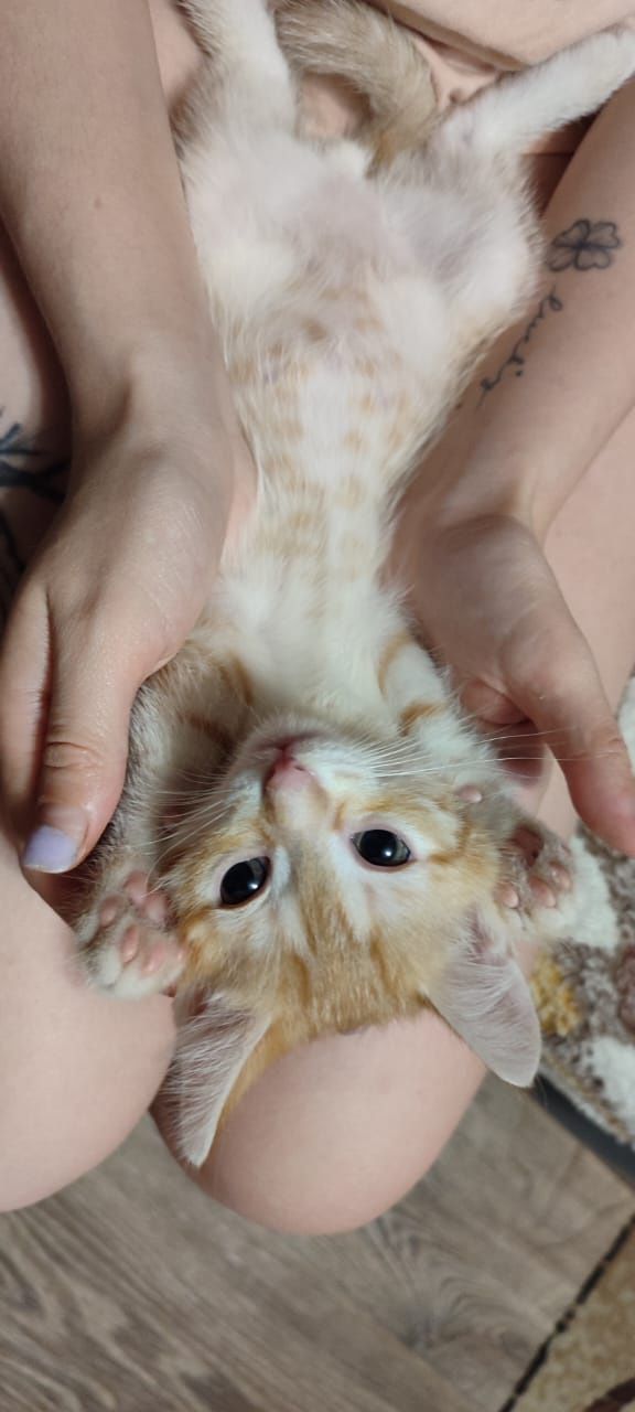 Срочно котятки ищут дом