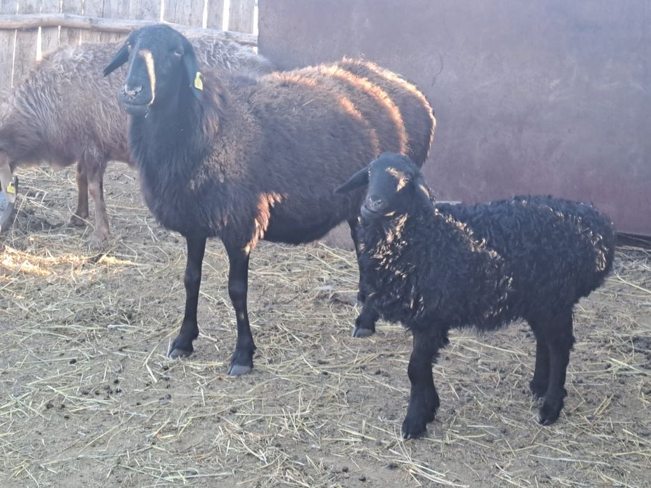 Продам двух овцематок