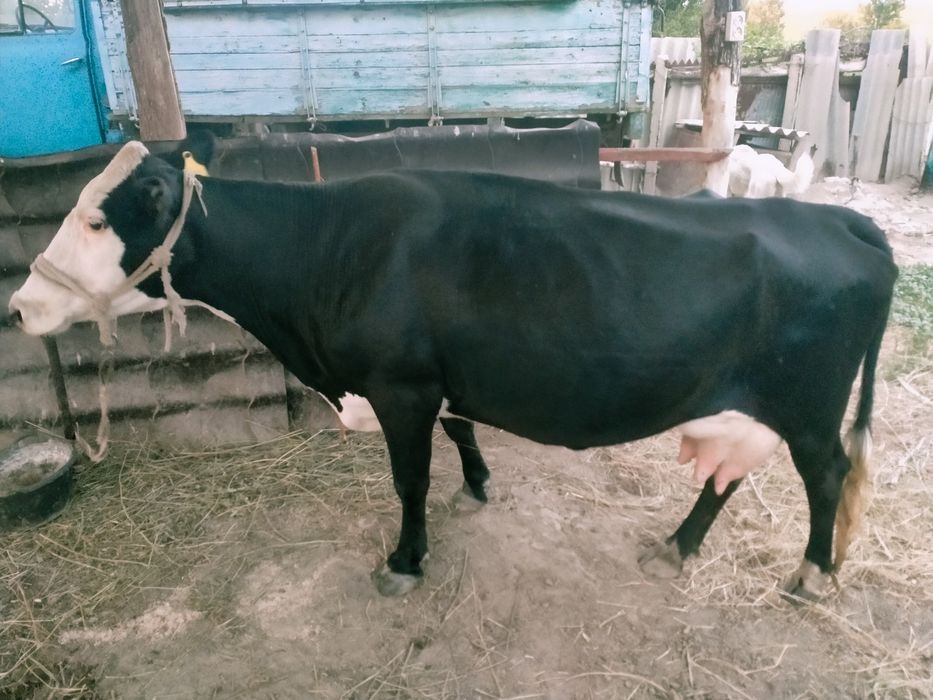 Срочно продам недорого,стильную дойную корову.