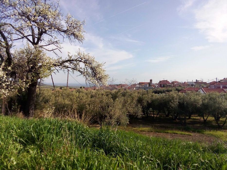 Парцел 790; кв.м. в с. Офринио, Панорама море-115000 евро.