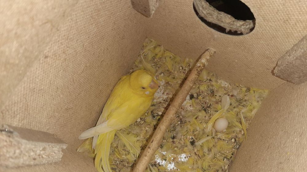 попугай албиносы 19 шт