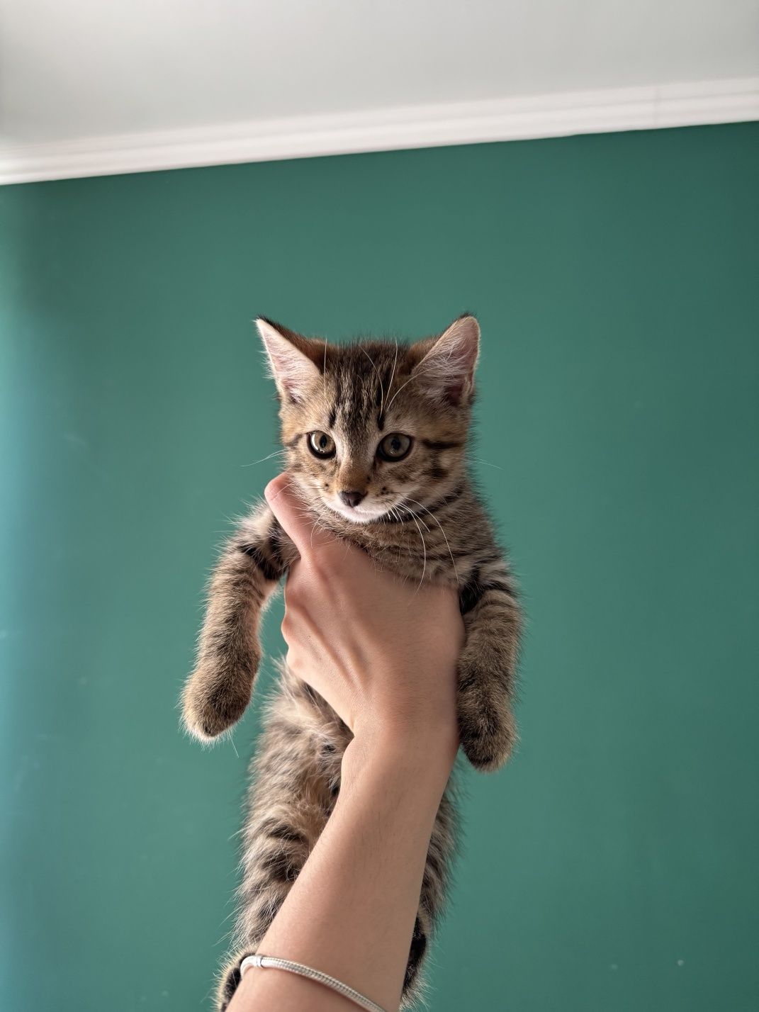 Котята 2 месяца в добрые руки